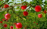 40 درصد؛ کاهش تولید سیب
